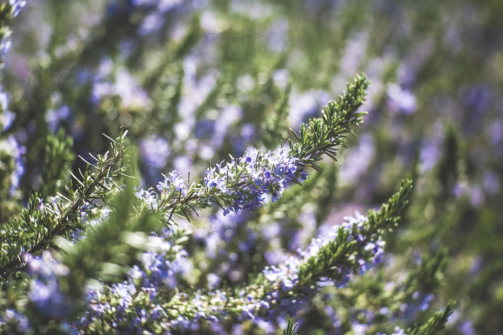 purple petaled flowers