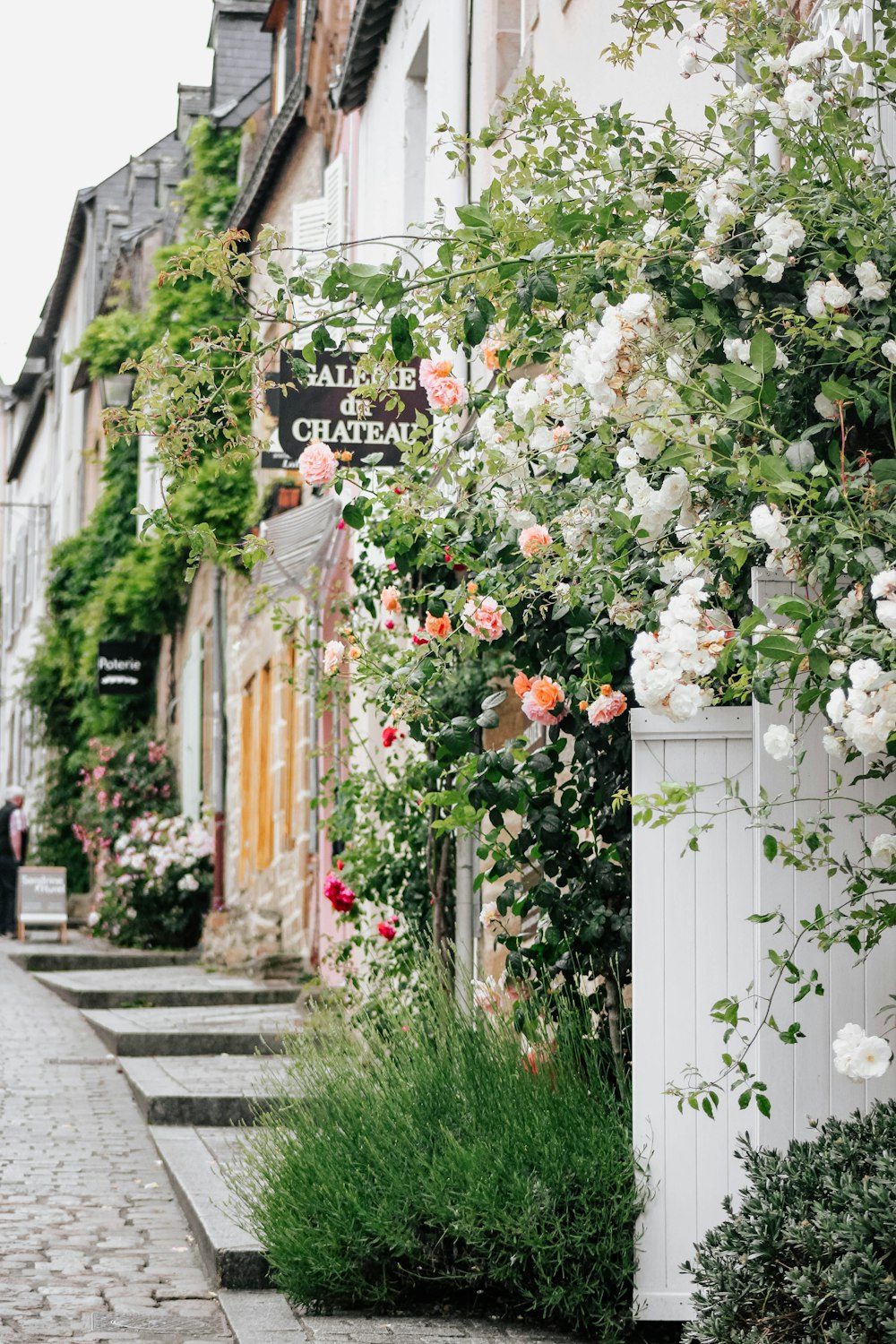 white petaled flowers