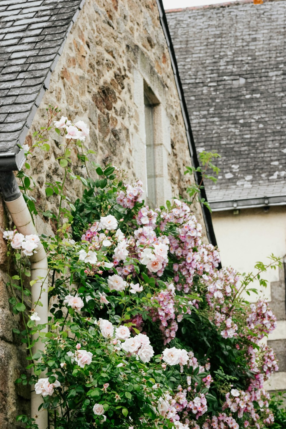 white and pink petaled flowers on wall