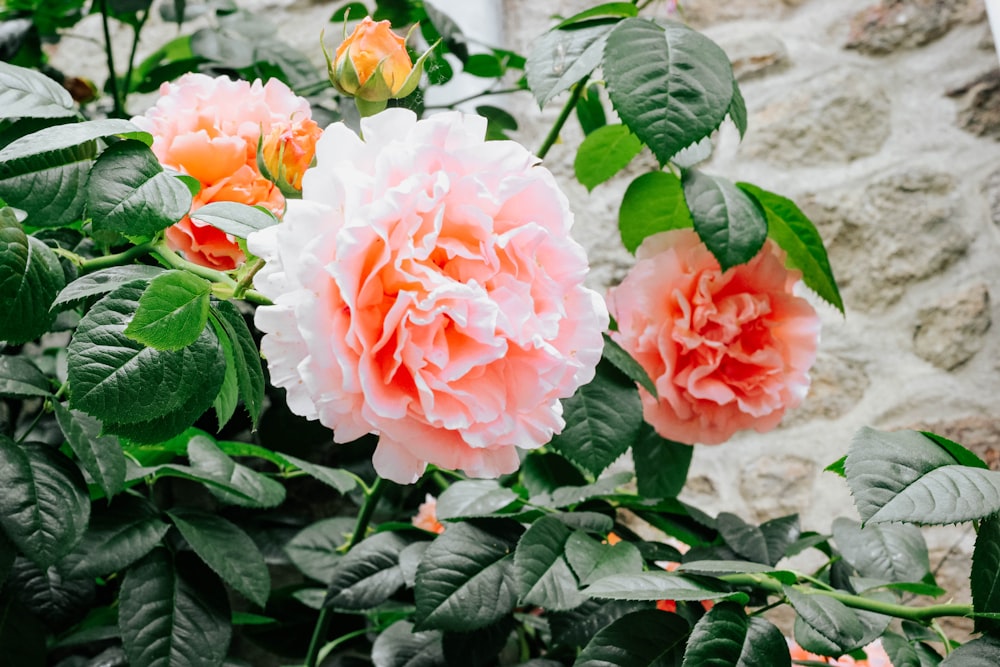 pink petaled flower