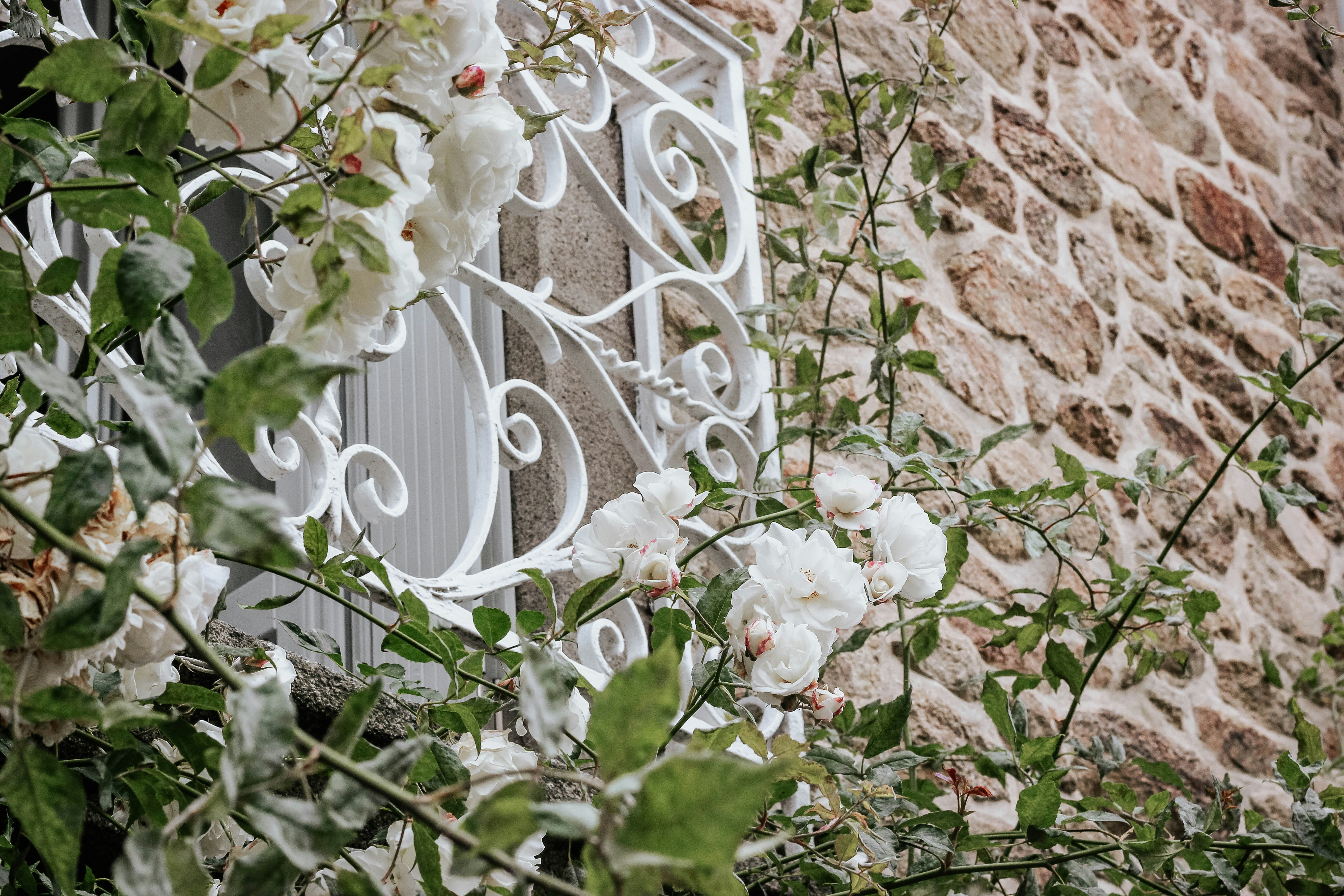 white petaled flowers on window