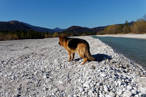 A German Shepherd stands on a rocky riverbank, gazing toward the flowing water. The landscape features a clear blue sky and a backdrop of forested mountains.
