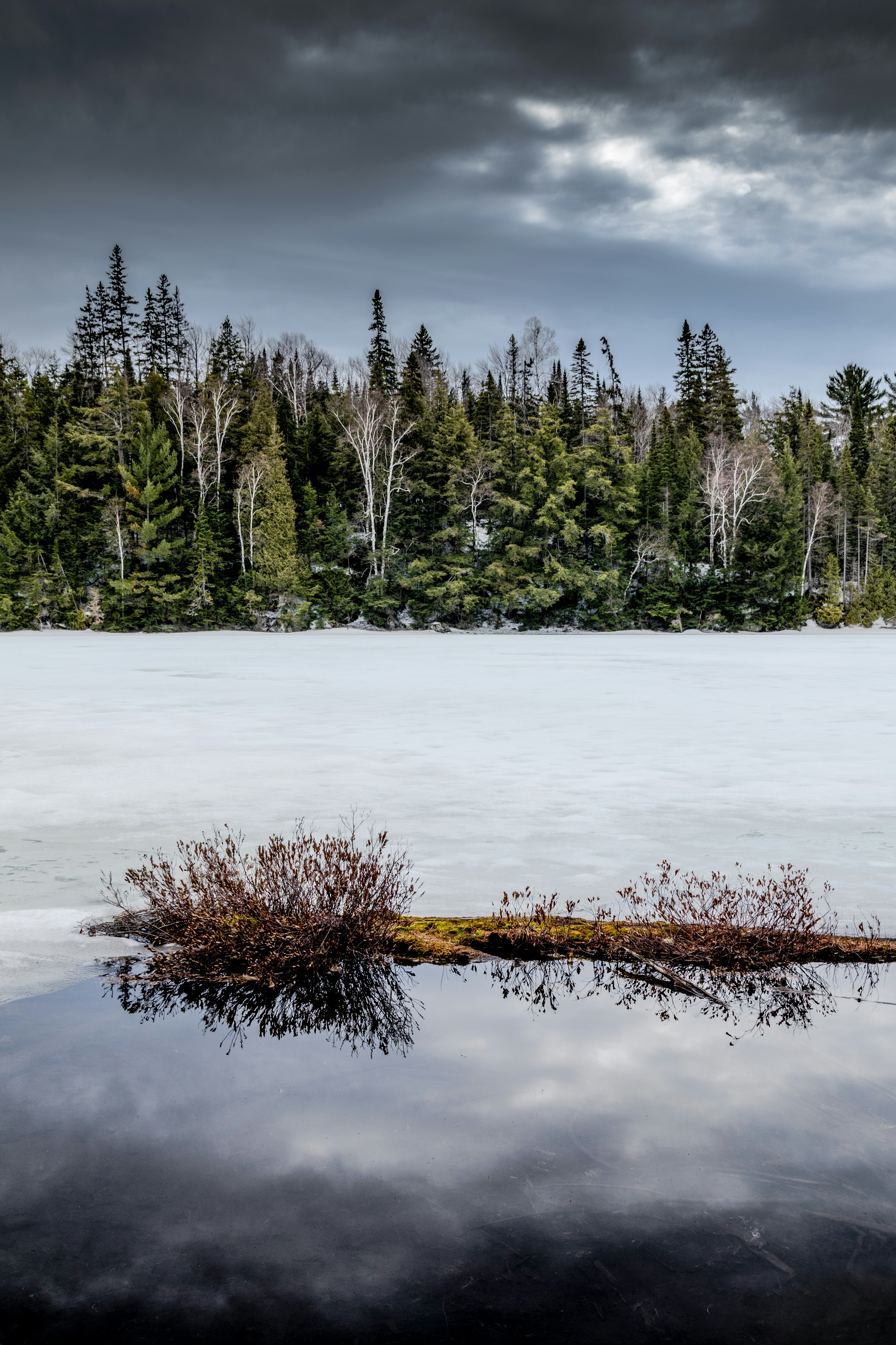green trees and body of water