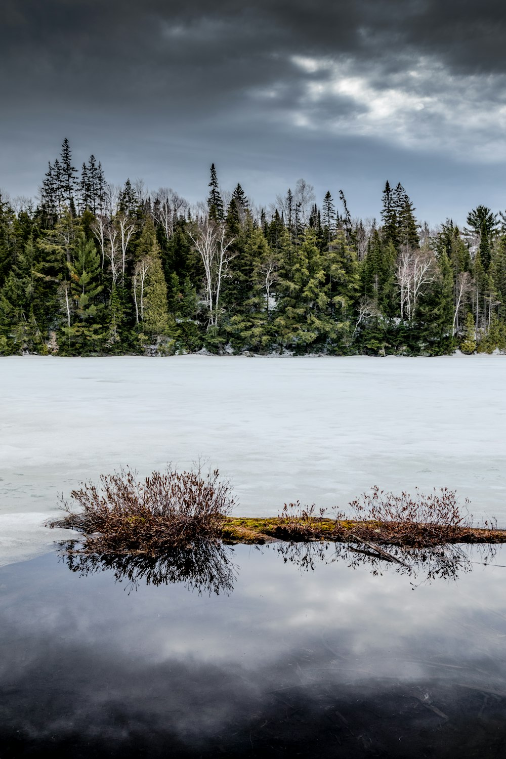 green trees and body of water