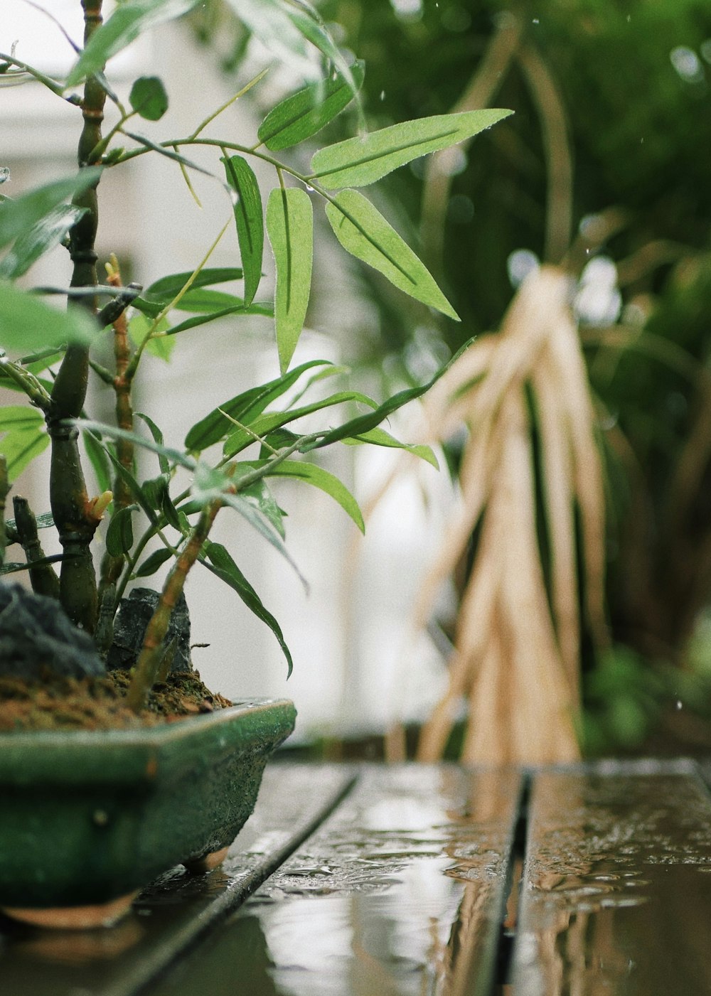 foto em close-up da planta de folha verde