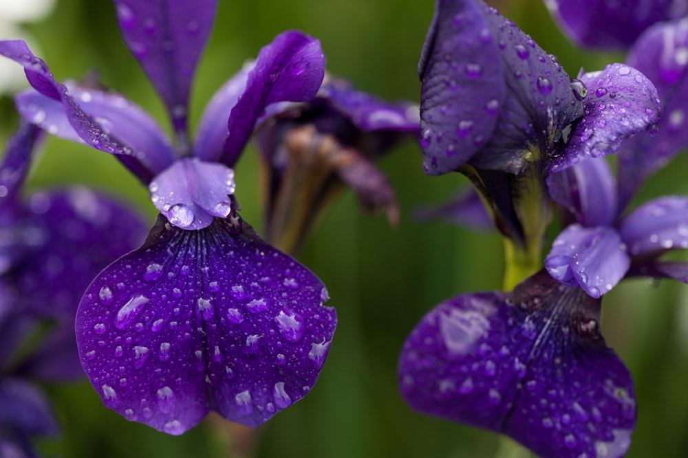 purple moth orchids