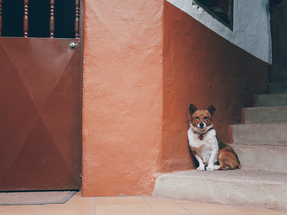 dog sitting on stairs