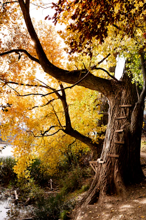 photo of trees