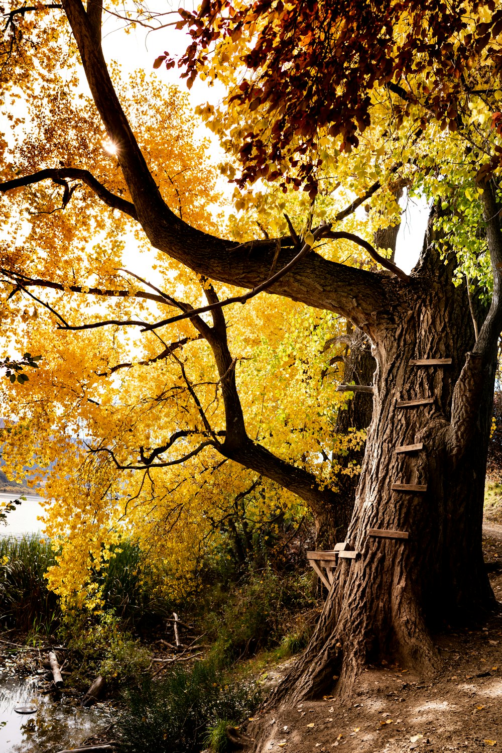 photo of trees