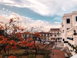 A vibrant scene featuring a lush courtyard with trees adorned with bright orange flowers. Elegant colonial-style buildings with white facades and blue awnings frame the backdrop. People are casually strolling and gathering in the plaza, creating a lively atmosphere under a partially cloudy blue sky.