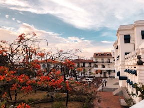 A vibrant scene featuring a lush courtyard with trees adorned with bright orange flowers. Elegant colonial-style buildings with white facades and blue awnings frame the backdrop. People are casually strolling and gathering in the plaza, creating a lively atmosphere under a partially cloudy blue sky.