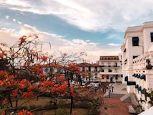 A vibrant scene featuring a lush courtyard with trees adorned with bright orange flowers. Elegant colonial-style buildings with white facades and blue awnings frame the backdrop. People are casually strolling and gathering in the plaza, creating a lively atmosphere under a partially cloudy blue sky.