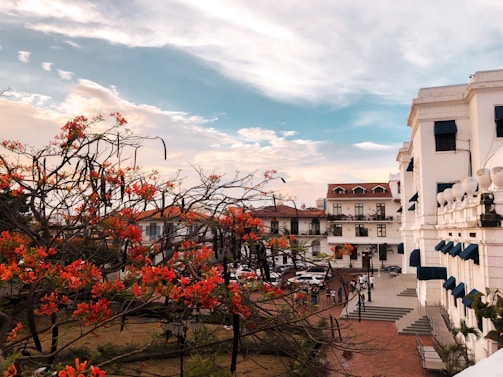 A vibrant scene featuring a lush courtyard with trees adorned with bright orange flowers. Elegant colonial-style buildings with white facades and blue awnings frame the backdrop. People are casually strolling and gathering in the plaza, creating a lively atmosphere under a partially cloudy blue sky.