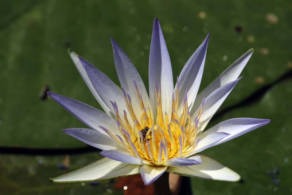 white, purple, and yellow lotus flower