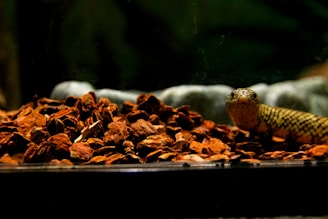 A snake is emerging from a pile of bark mulch in an enclosed environment. The background is dark, accentuating the snake's patterned scales as it appears to be looking directly at the viewer.