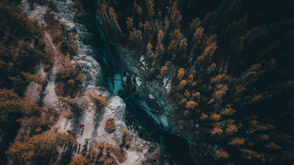 fotografia aerea di alberi dalle foglie verdi