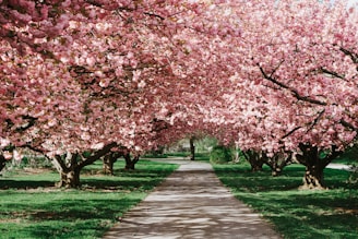 cherry blossom