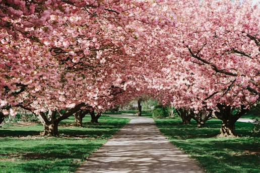 cherry blossom
