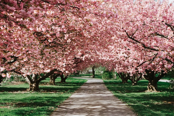 cherry blossom
