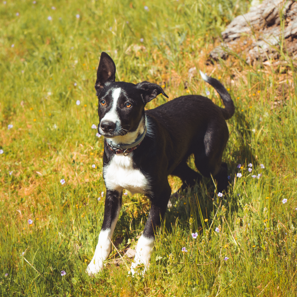 black-and-white dog standing on grass