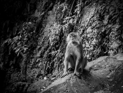 primate at the forest zoo zoom background