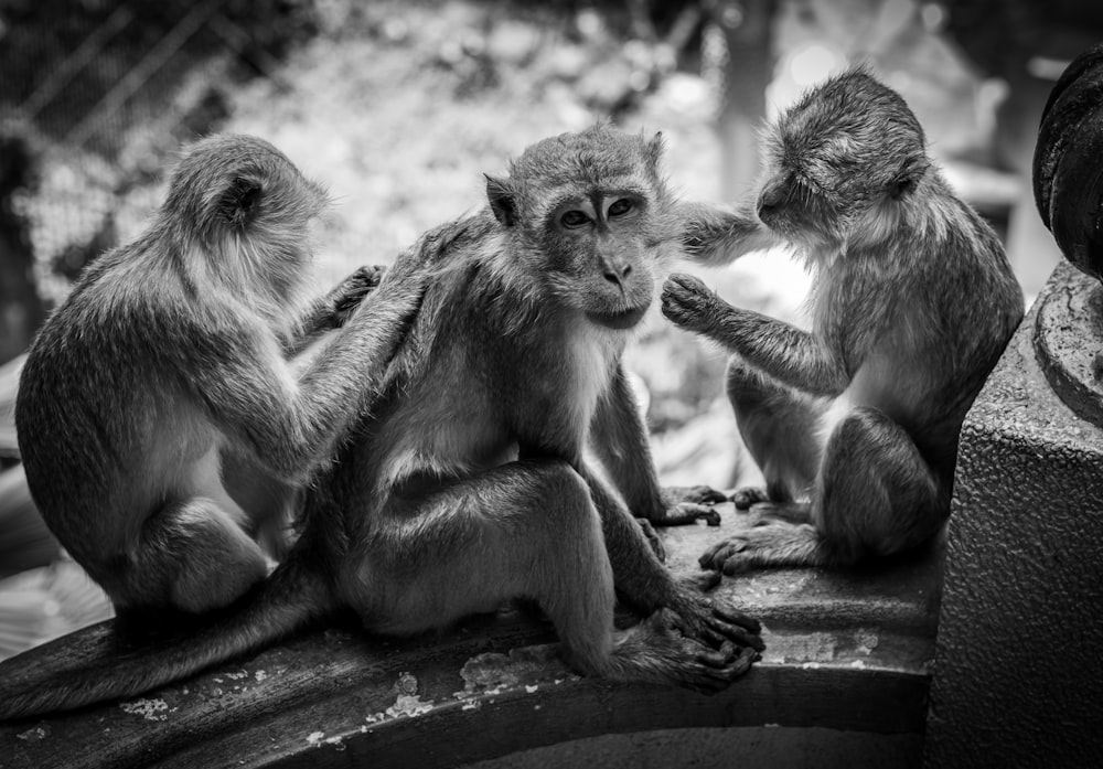 Três macacos na parede de concreto