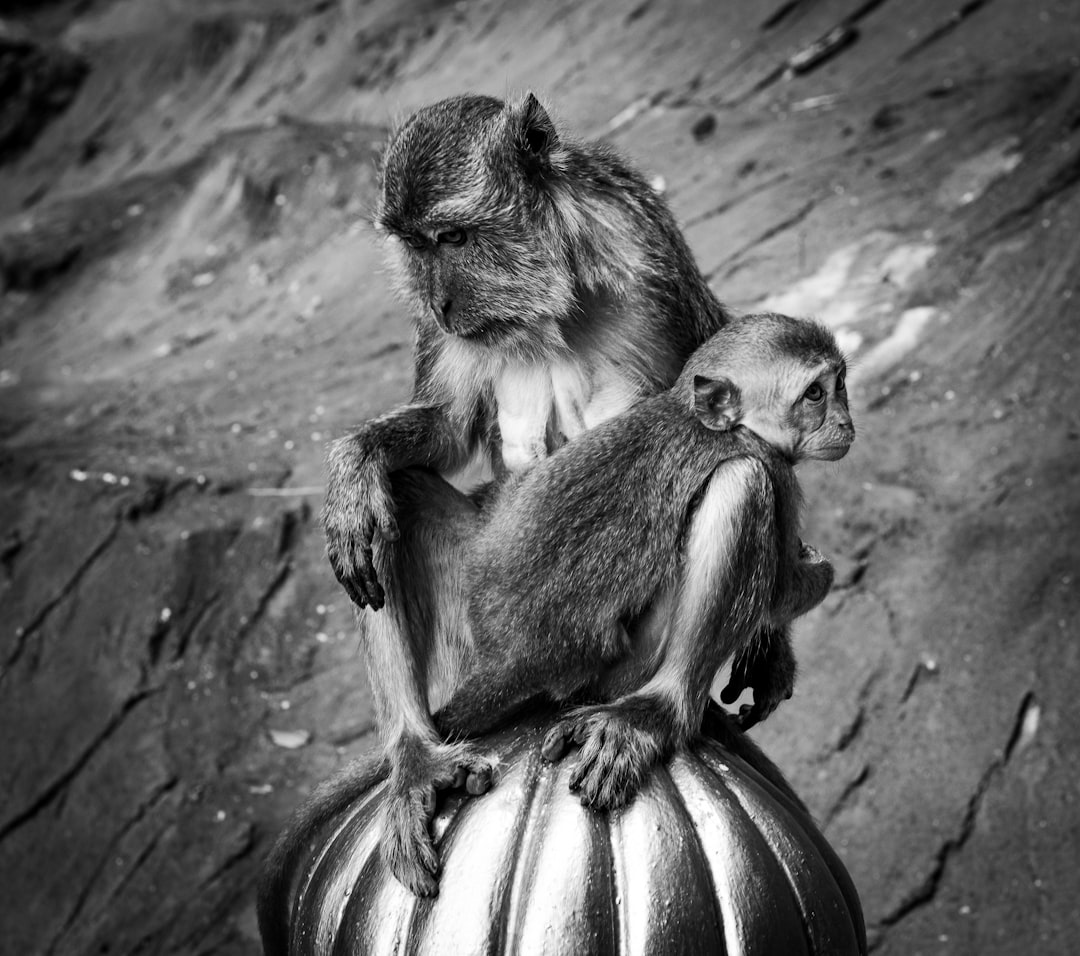 grayscale photography of two monkey