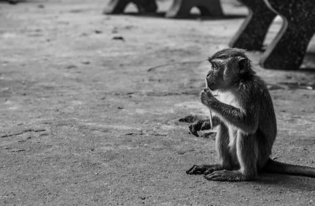 grayscale photography of monkey