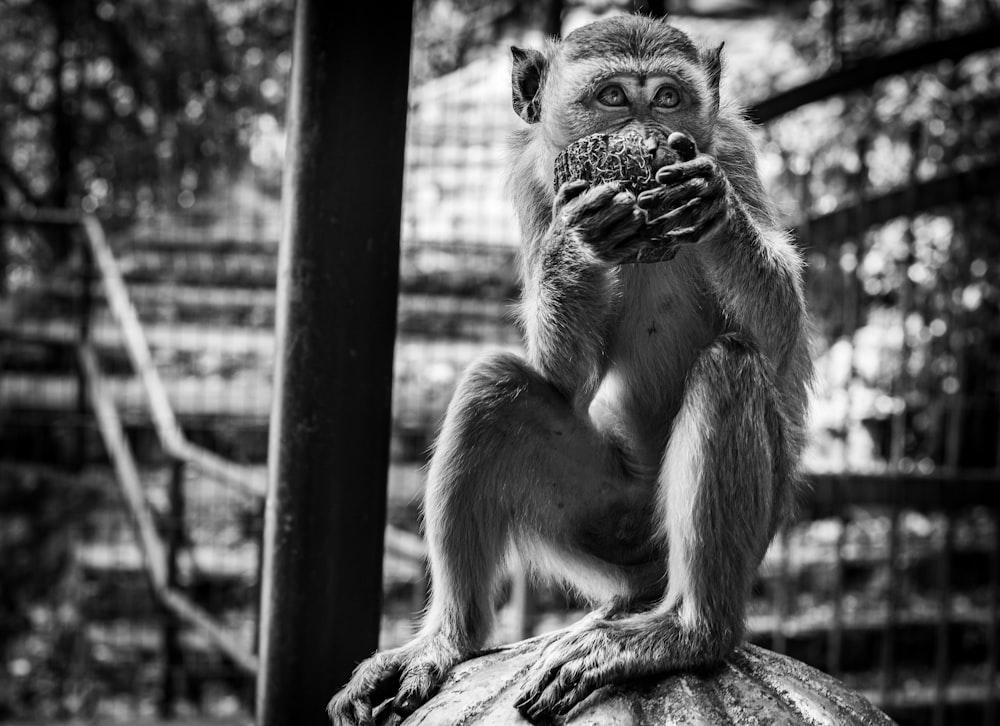 과일을 먹는 원숭이