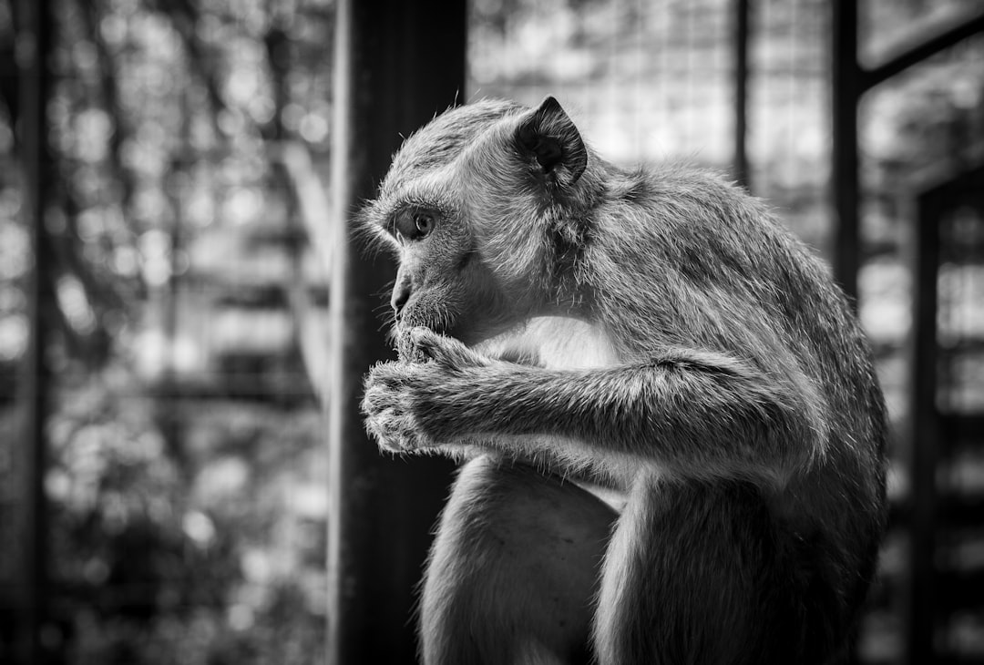 gray scale photo of monkey