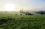 Morning sunlight over lush green pastures where cows graze peacefully.