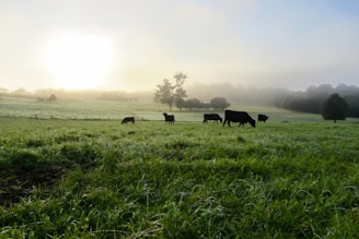Sunrise over the green pastures with cows grazing peacefully at KVS Jeevadhara Farms.
