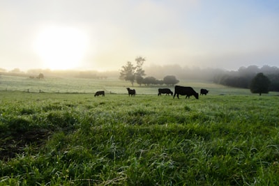 Morning sunlight over lush green pastures where cows graze peacefully.