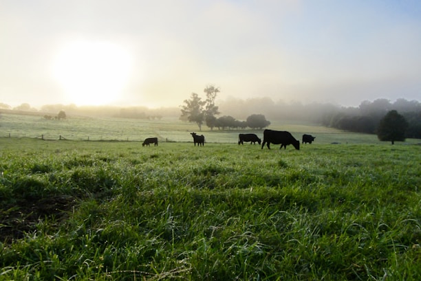 Sunrise over the green pastures with cows grazing peacefully at KVS Jeevadhara Farms.
