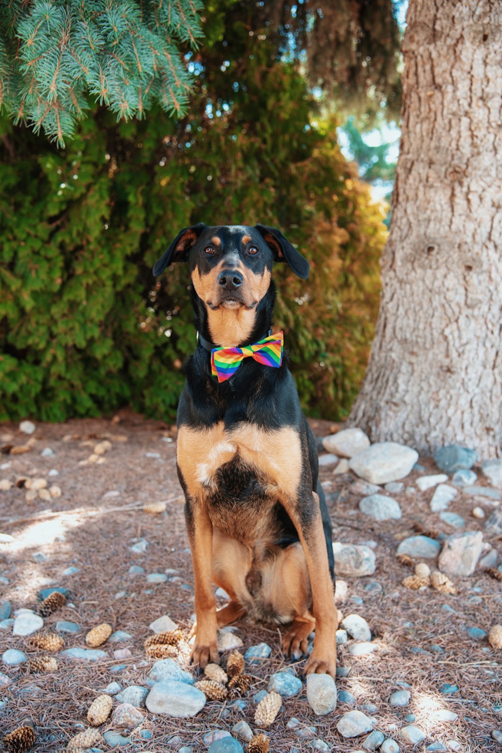 adult short-coated black and brown dog near tree