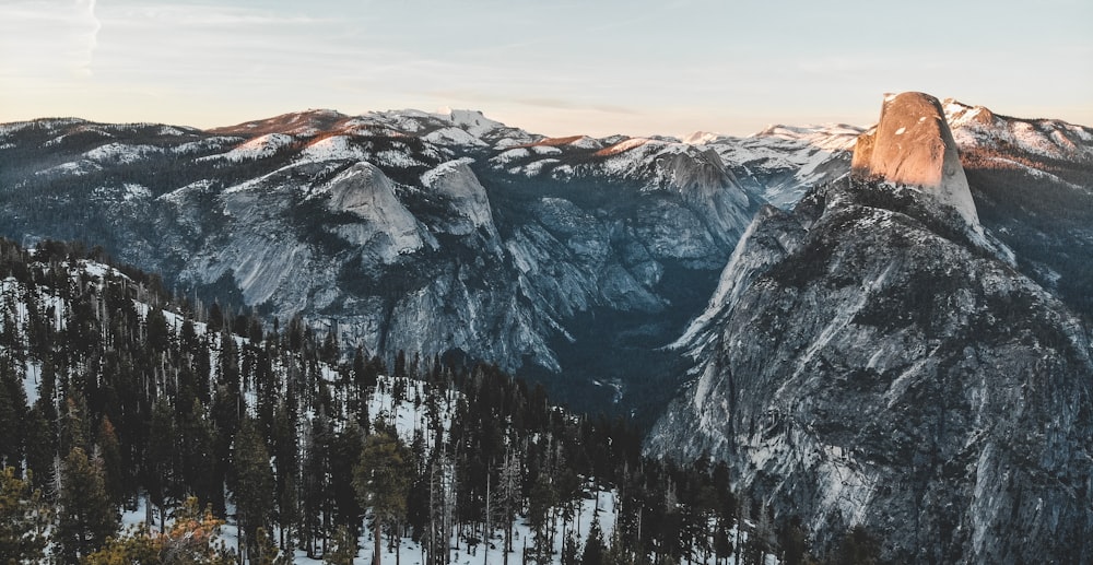 rocky mountain viewing tall trees