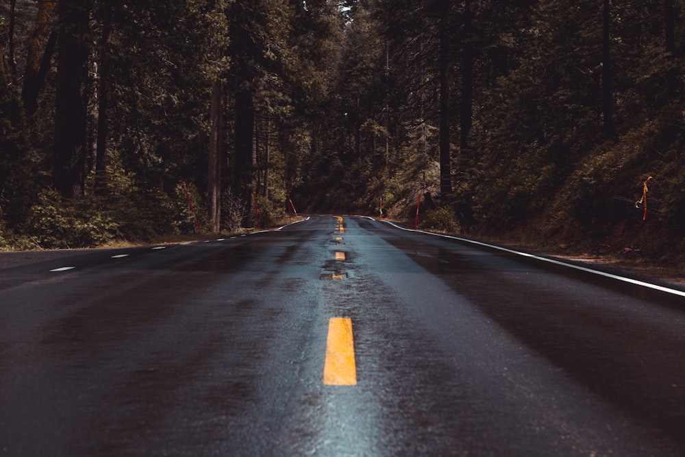 concrete road towards the forest