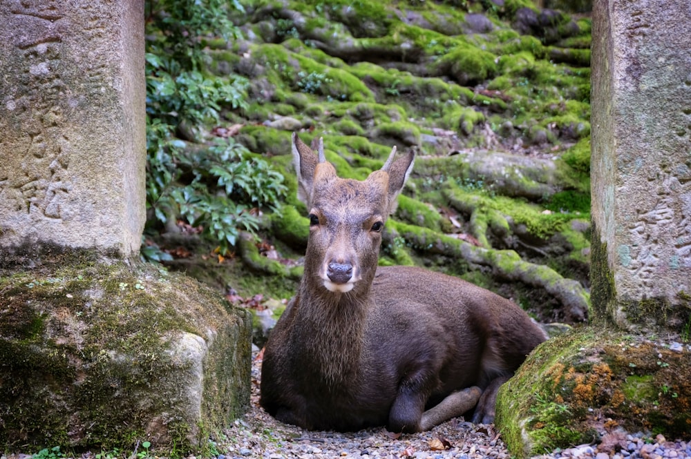 prone lying deer