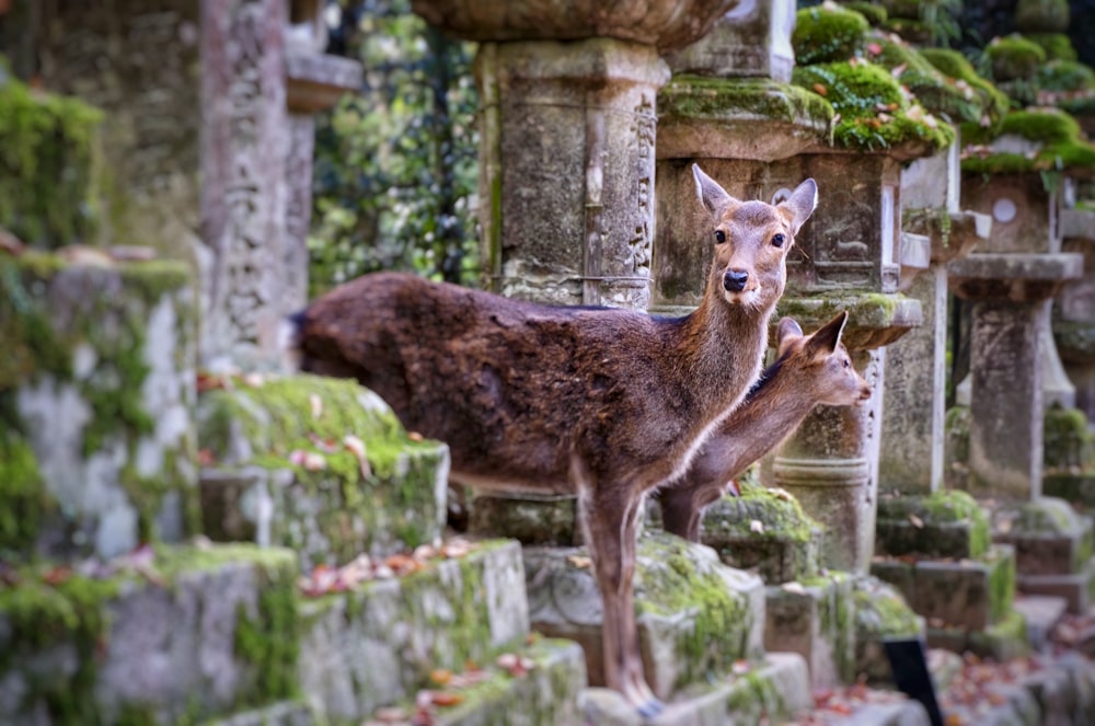 selective focus photography of two brown deer