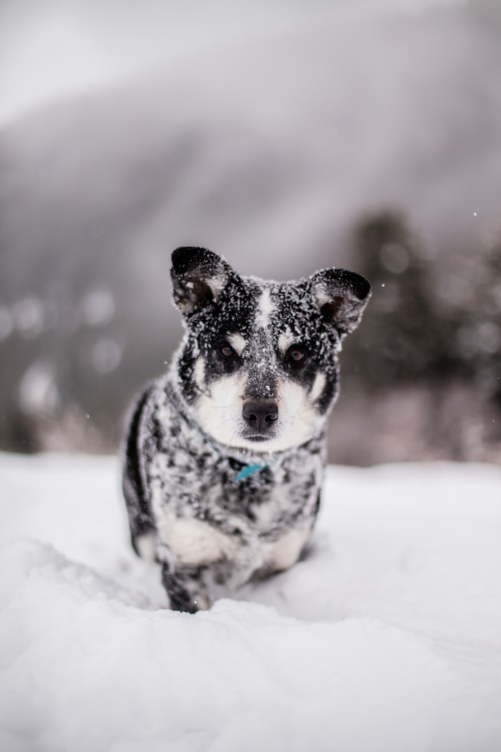 Canon EOS 5DS + Canon EF 50mm F1.4 USM sample photo. Snow covered black puppy photography