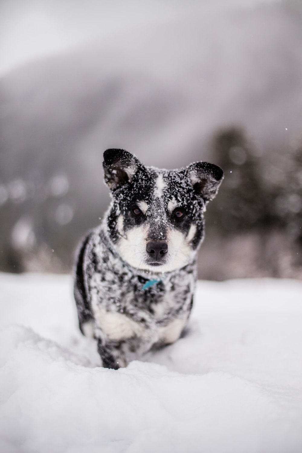 snow covered black puppy