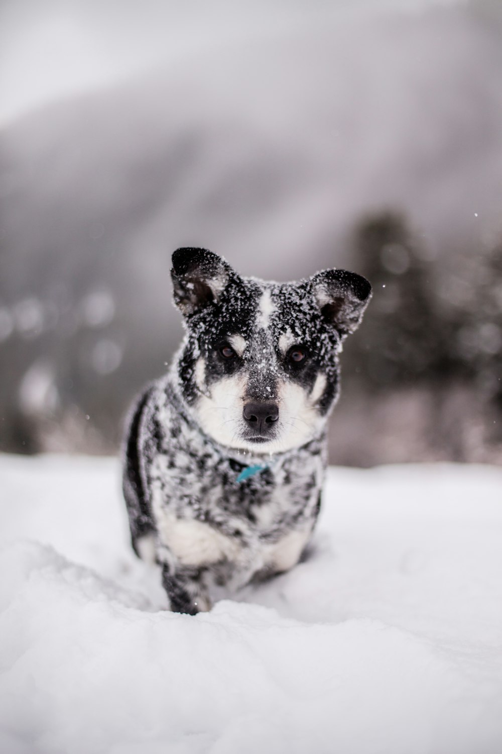Filhote de cachorro preto coberto de neve