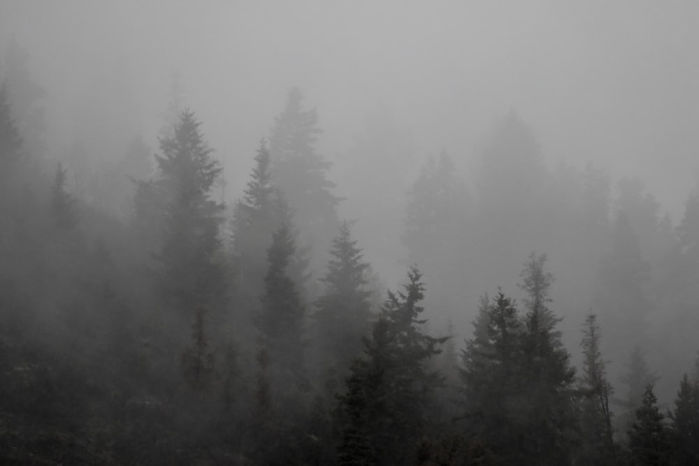 pine trees with fogs