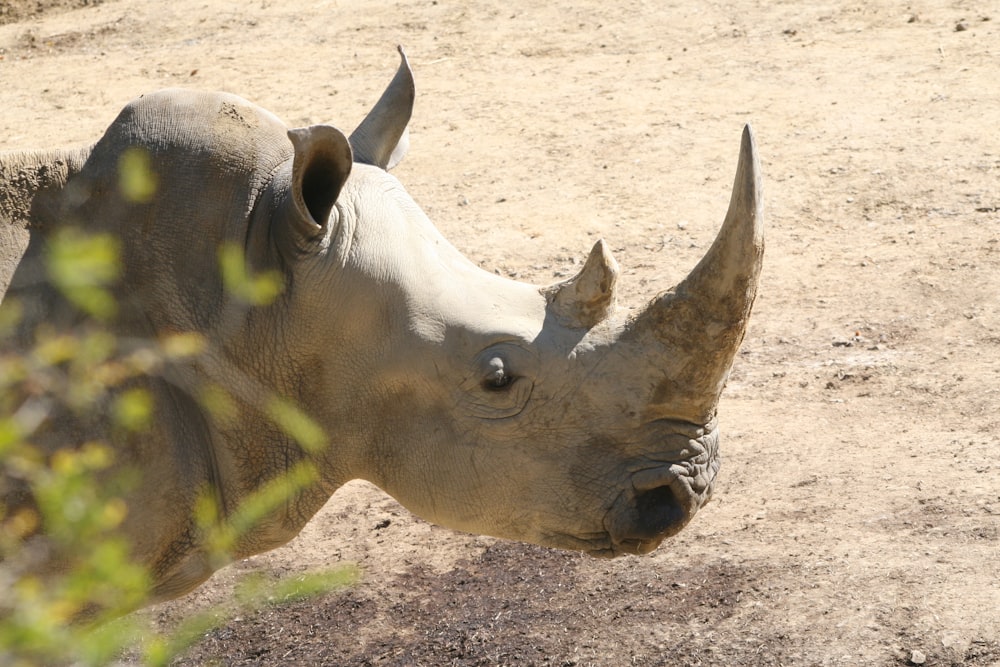 회색 코뿔소