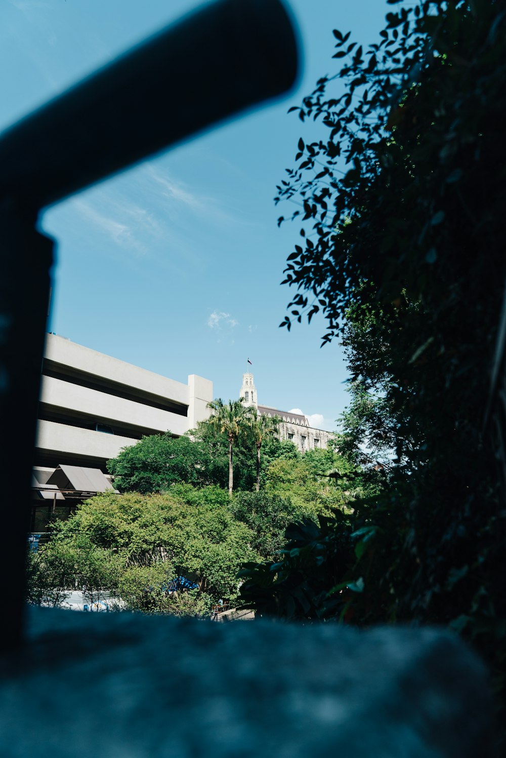 tall tree near concrete building