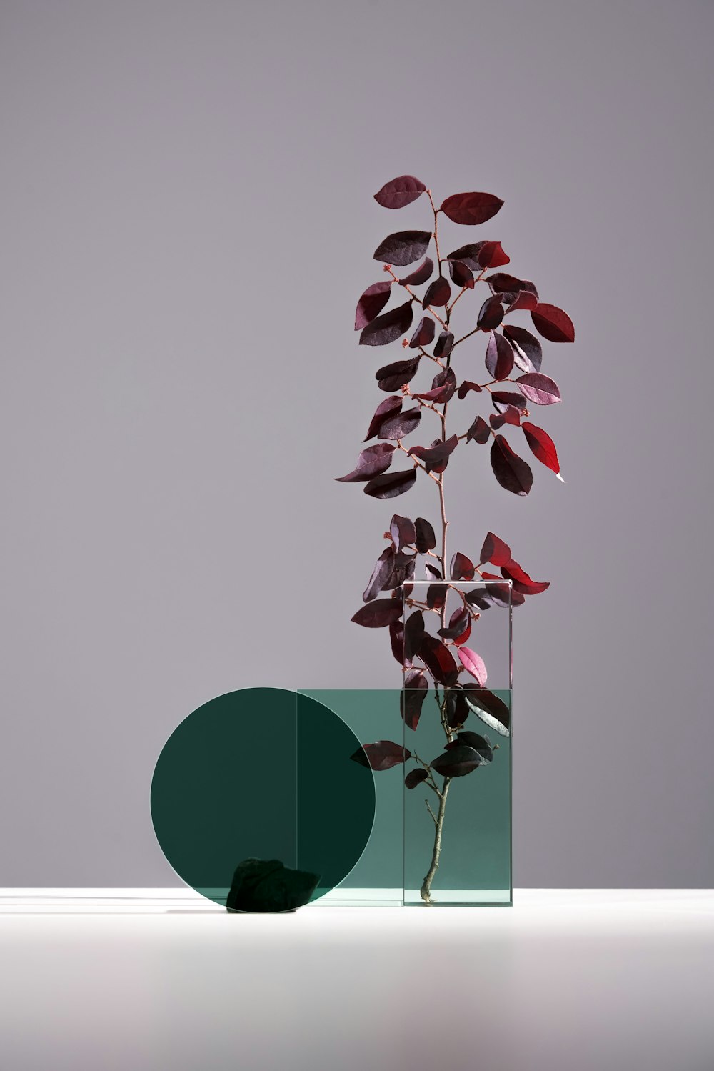 purple leaves on clear glass vase on the table