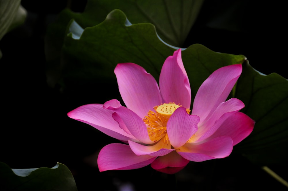 flor de pétalos rosados