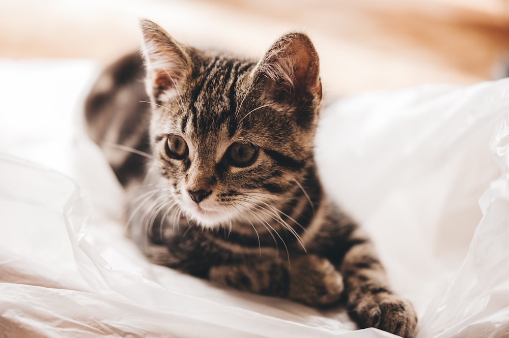 fotografía de enfoque selectivo de gatito atigrado marrón sobre textil blanco