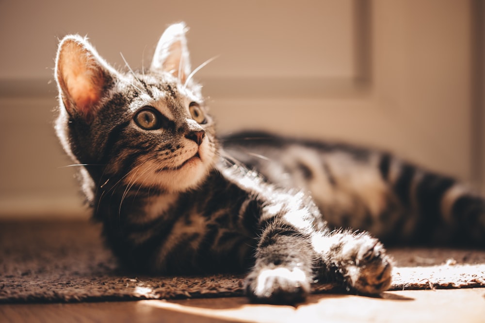 selective focus photography of gray tabby cat lying on mat