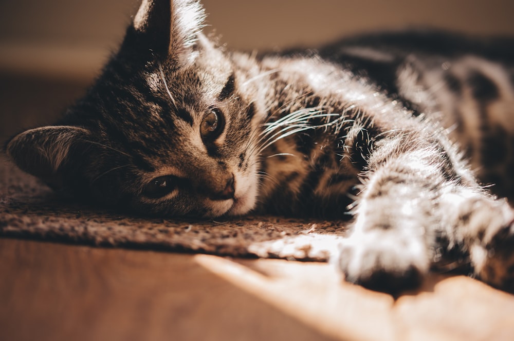 grey tabby kitten